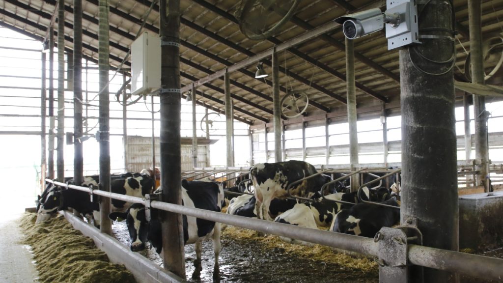 乳牛飼育にローカル5GやAIを活用。ホクレン訓子府実証農場で進む農業のスマート化