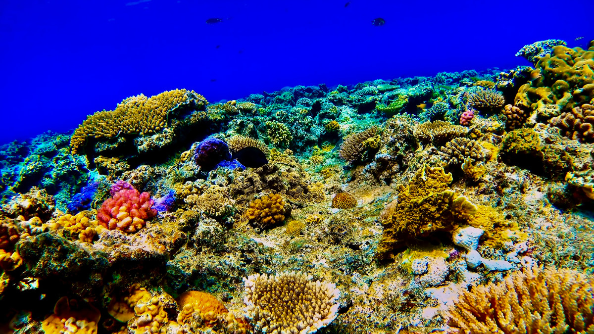 海中への探査 4枚 ファンミーティングin大阪プロモ未開封 海中への探査 4枚 ファンミーティングin大阪プロモ未開封 ✨*:.｡. forest .